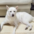 여주 다리원 애견독채팬션 이미지