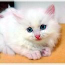 경남화이트 이미지