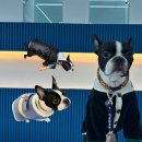 리츠펫 선물 이미지