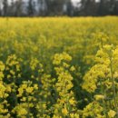 성읍리-6 이미지