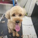 인물나개 이미지