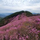 4월5일(토) 창원 천주산 이미지