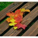 내츄럴코리아 이미지