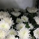 정직한꽃집