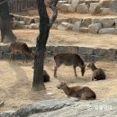 꽃사슴어린이공원 | 북서울꿈의숲 사슴방사장 엘레베이터로 쉽게 이동하는 꿀팁 (사슴에게 먹이를 주지마세요🥲)