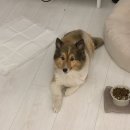 세즈폴댄스 | [폴댄스ᰔ중랑구 면목 폴스튜디오] 세즈폴댄스 (SEZ poledance)