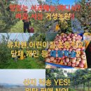 스텔라떡볶이충남서산예천점