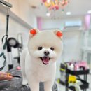 메리몰펫샵(사직점) | 부산 애견미용 사직동 메리몰펫샵 사직점 다녀온 후기
