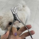 우리집 강아지 | 우리집 강아지 말티푸 발톱관리, 스테인리스 발톱깎이 후기 🐶✂️