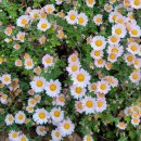 낭도 꿈뜰펜션 이미지