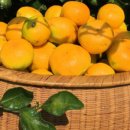 주생농장 이미지