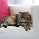 묘랑나랑 이미지