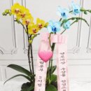 꽃으로말해줘