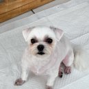 희야네 애견미용실 이미지