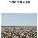 목화이불 Daum카페