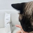 (주)청호씨푸드 | 집사 : 고양이 강아지 간식, 지갑 털이범 조공 미니트릿 가자미, 닭 대용량 후기