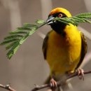 서서갈비&남원흑염소 이미지