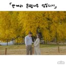 정현은행나무행정사 | 원주 반계리 은행나무 당일치기 (주차장, 화장실, 국내 가을 여행지)