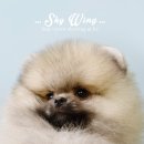 스카이윙 이미지