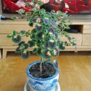 콜레우스 <b>워터멜론</b> 꽃