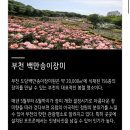 춘의신발;옷 | 2026 부천 백만송이 장미축제, 아이와 함께 인생샷 남기는 꿀팁 대방출! 🌹✨