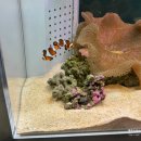 CU(구,훼미리마트)(당진시) | [일본 삿포로] 여행 3일차 - 우유 아이스크림, 아카렌가 시청, 버터미소라멘, 마루이 백화점 할인, AOAO...