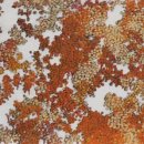 숲(Forest) 이미지