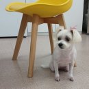 복터진 강아지 이미지