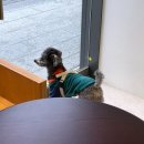 왈왈시즈닝 이미지