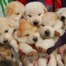 귀여워 강아지 이미지