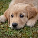 메디힐동물병원 이미지