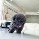 포포퍼피 이미지