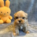 도그마루 강아지 고양이 양산화명점 이미지