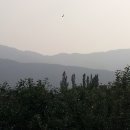 부산(신녕) 이미지