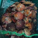 [앵콜 폭주! 통영굴 반짝할인 생굴 특가] 이미지