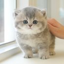 부산고양이분양 미유펫 이미지