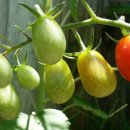로마 토마토 재배 방법 이미지