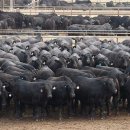 대한사료(주) 이미지