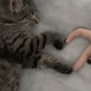 고냥이