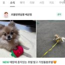 가정 펫 살롱 이미지