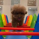 광주애견유치원호텔미용 마마스미독펜트하우스 본점 | 광주애견호텔 마마스미독펜트하우스 본점 반려견이 행복한 5성급 호텔