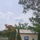 보라팜 | [강원도 고성군] 가볼 만한 곳 하늬 라벤더 팜 보라의 향연