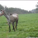 얼룩목장 이미지