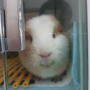 공원옆 동물병원 이미지