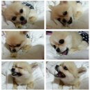 곰순이PC 이미지