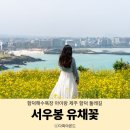 망오름 인근 | 함덕해수욕장 아이랑 제주 함덕 서우봉 유채꽃 둘레길