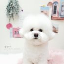 애기 강아지 반려견전문샵 이미지