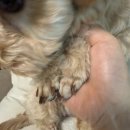 댕댕묭실 이미지