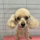 크라운 그루밍 이미지