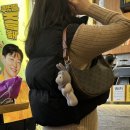 아바 | 셀린느 아바백 착샷 후기